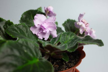 Mor tencerede menekşeler