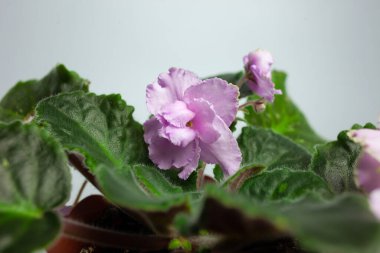 Mor tencerede menekşeler