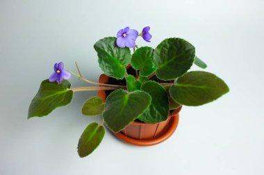 Mor tencerede menekşeler