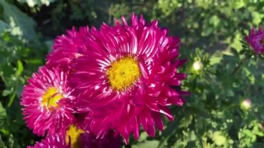 Güzelim sonbahar mor-kırmızı paskalya çiçekleri gün ışığında kapanıyor. Yazlık çiçekler. Evin yakınındaki bahçede büyük asterliler var. Burgundy çiçek tomurcuklarına yakın çekim.