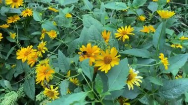 İnce yapraklı ayçiçeği, Aster ailesinin tarla çiçeği polenlenmiş yaban arısı. İnce yapraklı ayçiçeği (Helianthus decapetalus) yabani bir çiçektir. Orman ayçiçeği, hafif esinti. Bir yabanarısı nektar toplar. Böcek nektarla beslenir..