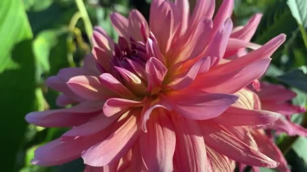 巨大美丽的粉红色大丽花花蕾 一朵粉红色的大花蕾 大丽花 家庭花园的花朵 夏天的大丽花 — 图库视频影像