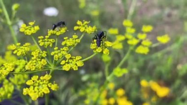 Karıncalar patrinia çayırını arayıp testereleri alıyorlar. Ants Camponotus vagus otçul bir bitki olan Partinia 'da sürünüyor. Karıncalar bir bitkiden nektar toplarlar. Sarı çiçekli daimi otçul bitki Patrnia scabiosifolia, rüzgârda sallanıyor.