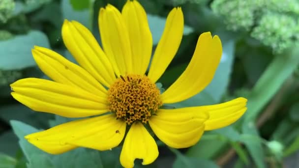 Lesní Slunečnice Domácí Zahradě Vánek Otřásá Pupenem Slunečnicový Květ Tenkými — Stock video