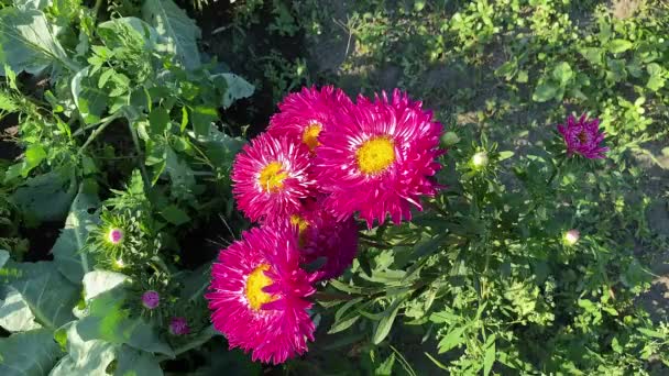 Red Burgundy Aster Flower Beautiful Rich Red Aster Flowers Bloom — Video