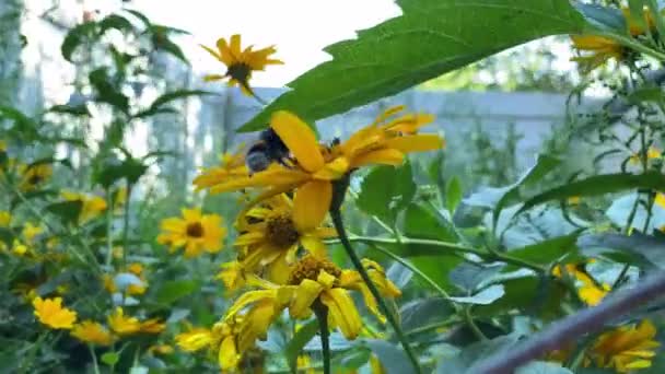 Bondară Polenizează Floarea Soarelui Pădure Colectează Nectar Dimineaţa Gunoi Nectar — Videoclip de stoc
