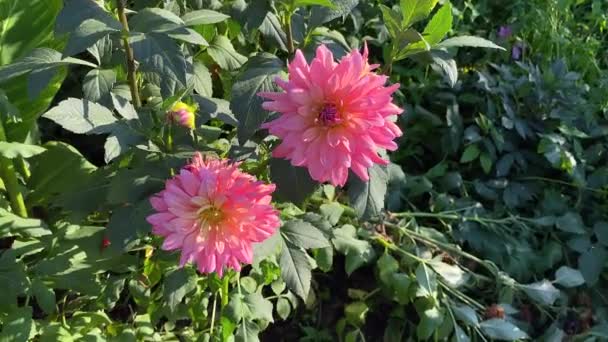 两个大丽花芽 粉红色的花 半仙人掌大丽花 大丽花在夏日的阳光下绽放 在自家的花园里 我们正在接近花蕾 — 图库视频影像
