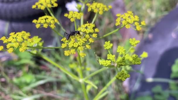 Муравей Camponotus Vagus Собирает Пыльцу Лугового Растения Patrinia Луговая Трава — стоковое видео