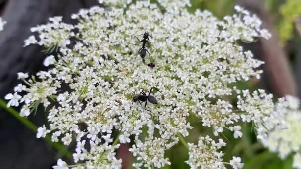 Mrówki Zbierające Nektar Białymi Dzikimi Kwiatami Marchewki Mrówki Zbierają Nektar — Wideo stockowe
