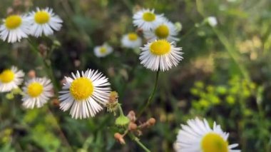 White petals Erigeron annuus. A beautiful field flower. Field flower Erigeron annuus. The flower is annual, the flower sways in the wind, close-up.