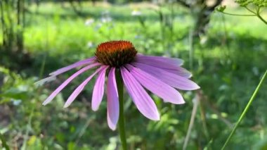 Field medicinal plant Echinacea. It has large pink petals.Close-up of echinacea in the garden. Medicinal plant with a beautiful purple large inflorescence. Big Echinacea Flower. Flowers near the house in the garden.