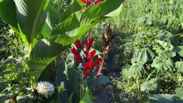 カンヌの赤い花 カンナの花はカンナ科の生姜色の花です 庭の美しい赤い花 カンナ インディアン これは ベリーズ南部や米国の他の地域に生息する美しい装飾用のカンナです — ストック動画