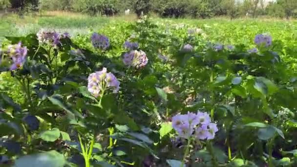 普通土豆的花朵 你花园里的土豆叶子和花 土豆花 Dacha和花园农夫在他的花园里 土豆花 家庭植物 我们在后院种土豆 — 图库视频影像