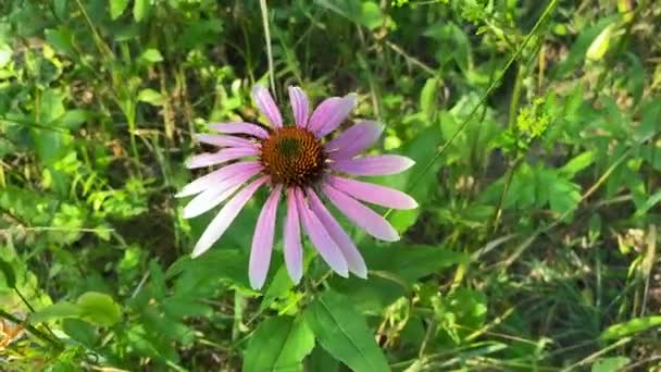 Field Medicinal Plant Echinacea Has Large Pink Petals Close Echinacea — 비디오