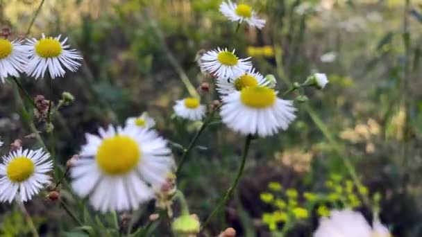 White Field Flower Zlynka Annual Flower Looks Daisy Video Aboutfield — Vídeos de Stock