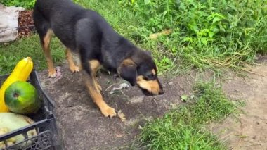 My four-legged friend gnaws bones. The dog eats near pumpkins, eats pig bones. The dog is very happy with his food. Food and diet of a country dog.