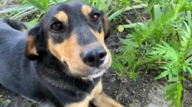 Big brown eyes of a domestic dog.A very calm dog is lying in the grass near the bushes and wants to be petted.After dinner, the dog rests at my feet.