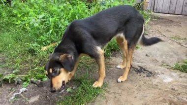 We feed the dog in our yard. The dog is trying to chew through a very strong bone. Feeding a domestic animal. My best four-legged friend. Green grass around. Summer sunny day.