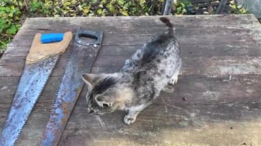 The pussy cat really wants to be petted. He shuffles his paws and purrs with pleasure. The gray cat moves from one paw to another and wants to be petted. The little furry one prefers caresses.