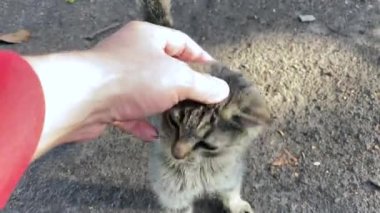 The cat rubs against the hand, wants caress. My pet. A mustachioed predator, a watchman for mice.