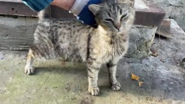 The kitten bends with pleasure when its back is scratched.Pussy really wants to be stroked. He shuffles his paws and purrs with pleasure. The gray cat moves from one paw to another and wants to be petted. The little furry one prefers caresses.