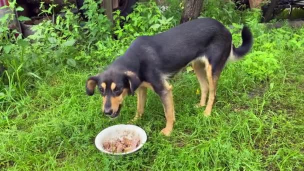 狗吃碗里的骨头 从收容所收养了一只狗 黑红相间的狗吃大自然的食物 我们在大自然中喂狗 它吃骨头 没有领子的动物 — 图库视频影像