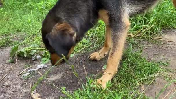 Dog Gnaws Bones Licks Its Tongue Pleasure Dog Licks Itself — Stok video