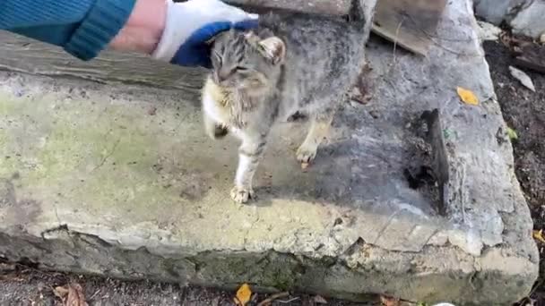 Cat Wags Its Tail Paws Stroked Cat Really Likes Petted — 비디오