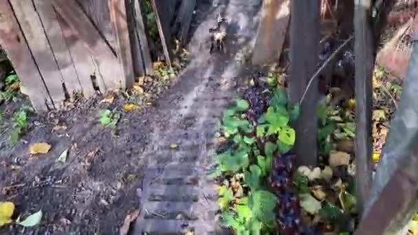 Cat Rear View Runs Its Mother Fluffy Cat Running Yard — Stock Video