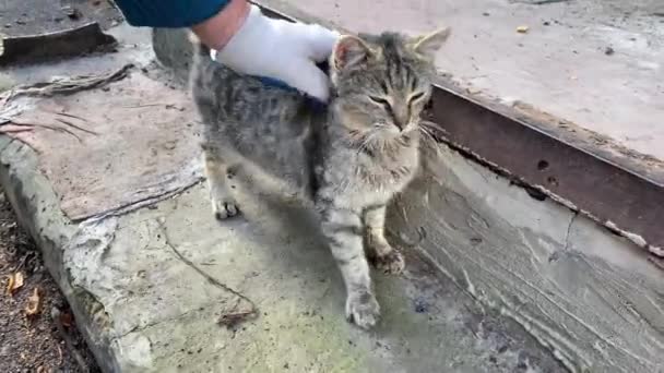 Aku Membelai Kucing Dekat Tangga Rumah Aku Membelai Kucing Dekat — Stok Video