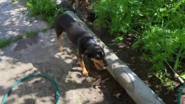 Dog chews food, top view.Delicious food for my dog. The dog chews food, we feed the mongrel near the house. My dog eats bones on the grass.Very good puppy, looks around and chews food. hungry friend