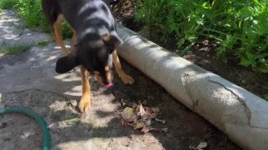 The dog very actively gnaws the chicken bones that fall out of the mouth. Big white teeth crush bones. The dog looks around, afraid that the food will be taken away, so it quickly swallows its lunch.