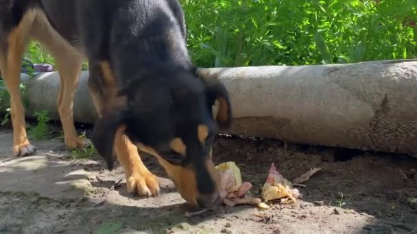 Dog Chooses Only Small Bones Chews Very Slowly While Looking — Vídeos de Stock