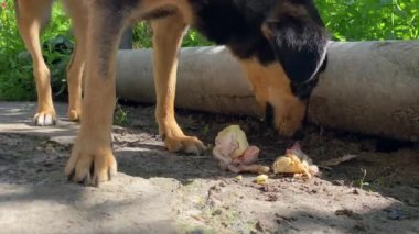 The dog sniffs food. We feed the dog. Food for the mongrel. Outdoors in the garden, the dog is eating bones.The dog sniffs the earth and food and carefully picks up the bones with his teeth, friend.