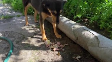The dog looks at the owner with big eyes, licks himself and starts eating his food. Big smart dog eats bones, front view. A delicious dinner for my dog. Summer, grass, dog eats in the garden