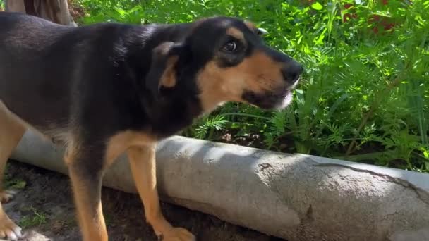 Dog Poses Camera Happily Eating Bones Big Eyes Very Grateful — Αρχείο Βίντεο