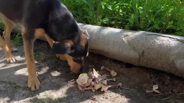 Dog Chooses Bones Food Dog Chews Gnaws Bones While Looking — Vídeos de Stock
