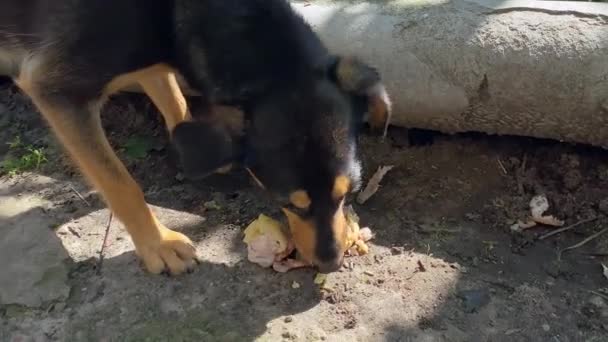Mutt Looks Licks Herself Powerful Jaws Bite Bones Feeding Dog — Stockvideo