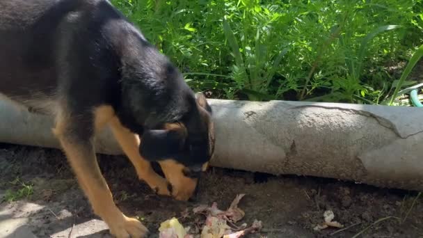 Dog Gnaws Bones Toothy Dog Chews Food Feeding Pet Feed — Stockvideo
