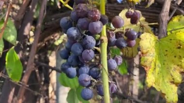 Blue grape berries. Bunch of grapes. yellowed grape leaves and vines. Agricultural grape plantation. Overripe blue grapes Moldova. Moldavian wine grapes. Harvest, berries of blue grapes.Blue grape be