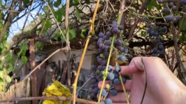 I check the ripeness of Lydia's bunches of blue grapes. Ripe purple grapes. Harvesting, agriculture. Grape vine and vine, berries of ripe wine grapes. Farm lands.