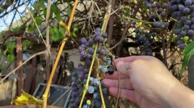 We cut grapes, blue grapes - Lidia. Check for ripeness. I separate the grapes from the skin. Grapes are plucked from the bushes. Vineyards, vines, grape bushes. Autumn harvest, blue berries for wine.