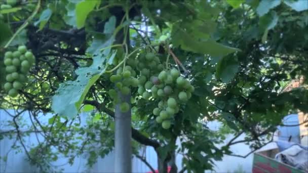 Bunches Green Grapes Grapes Grow Front Country House Planning Large — Vídeo de Stock