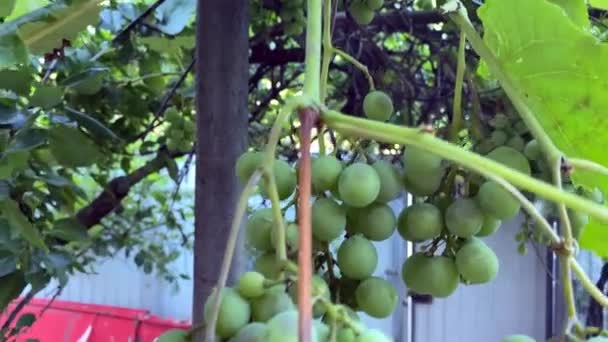 Lora Üzümleri Evin Yanında Bir Sürü Yeşil Üzüm Asılı Sarmaşıkta — Stok video