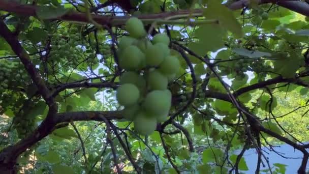 自家花园里的一个大葡萄园 种植大的绿色葡萄 一丛丛葡萄挂在灌木丛中 在葡萄园边拍摄的相机 与绿色浆果的特写 — 图库视频影像