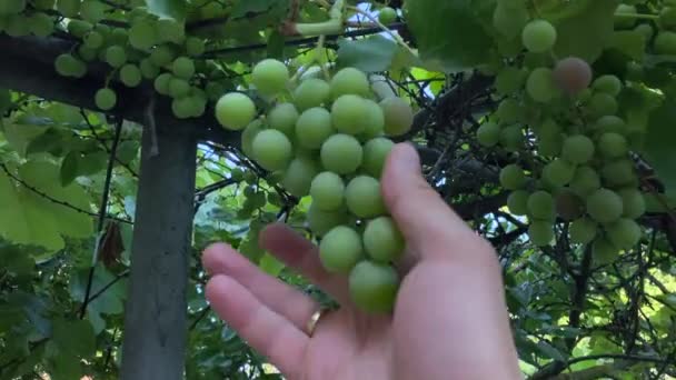 Bunches Green Grapes Sway Branch Wind Take Crown Large Grape — Vídeo de Stock