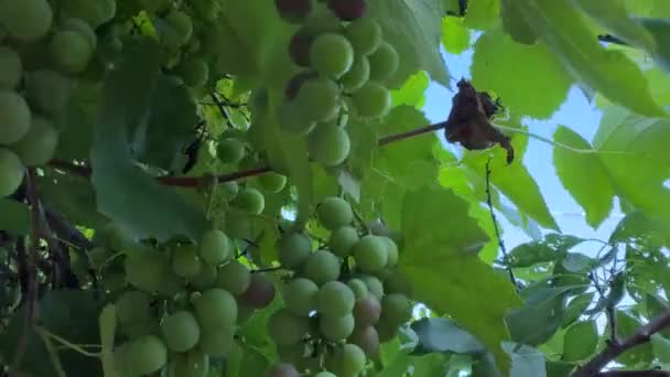Large Vineyard Plantation Harvest Large Green Grapes Bunches Grapes Hang — Vídeo de Stock