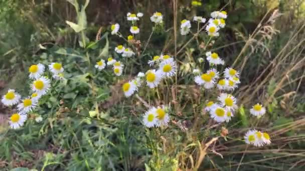 Zlynka Wild Aster Chamomile Meadow Flower White Small Daisy Swinging — Stockvideo