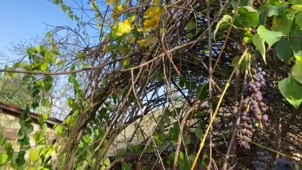 마을에서 포도를 수확하고 있습니다 몰도바 정원에 정원가꾸기 집에서 포도를 합니다 — 비디오