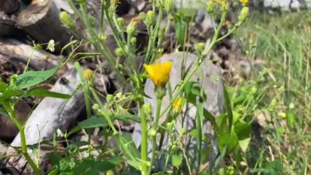 Yard Garage Shrub Yellow Meadow Plant Weed Grindelia Yellow Flowers — Stock video